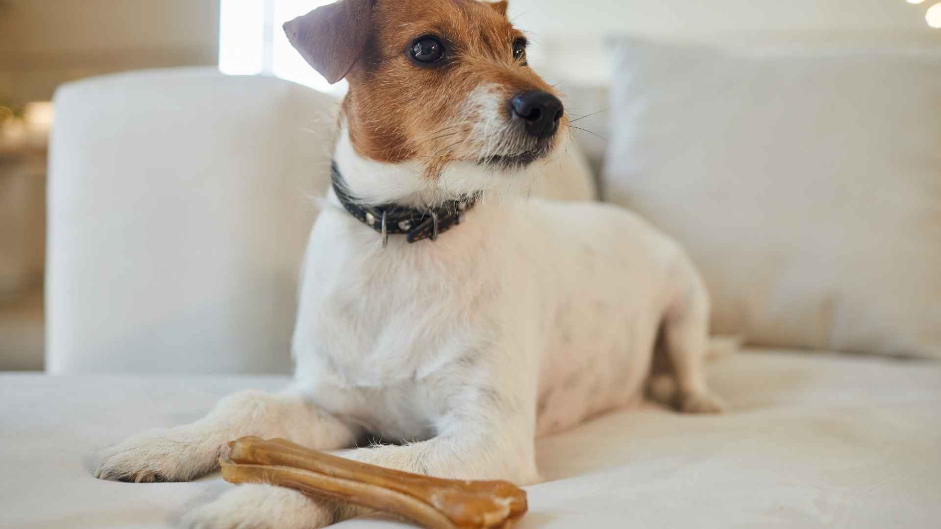 Perro comiendo hueso prensado